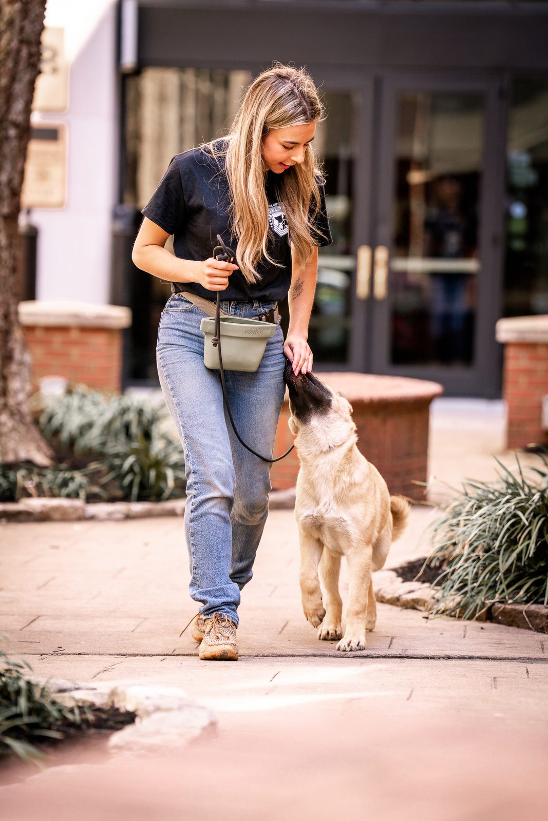 Basic Obedience Training in Knoxville, TN