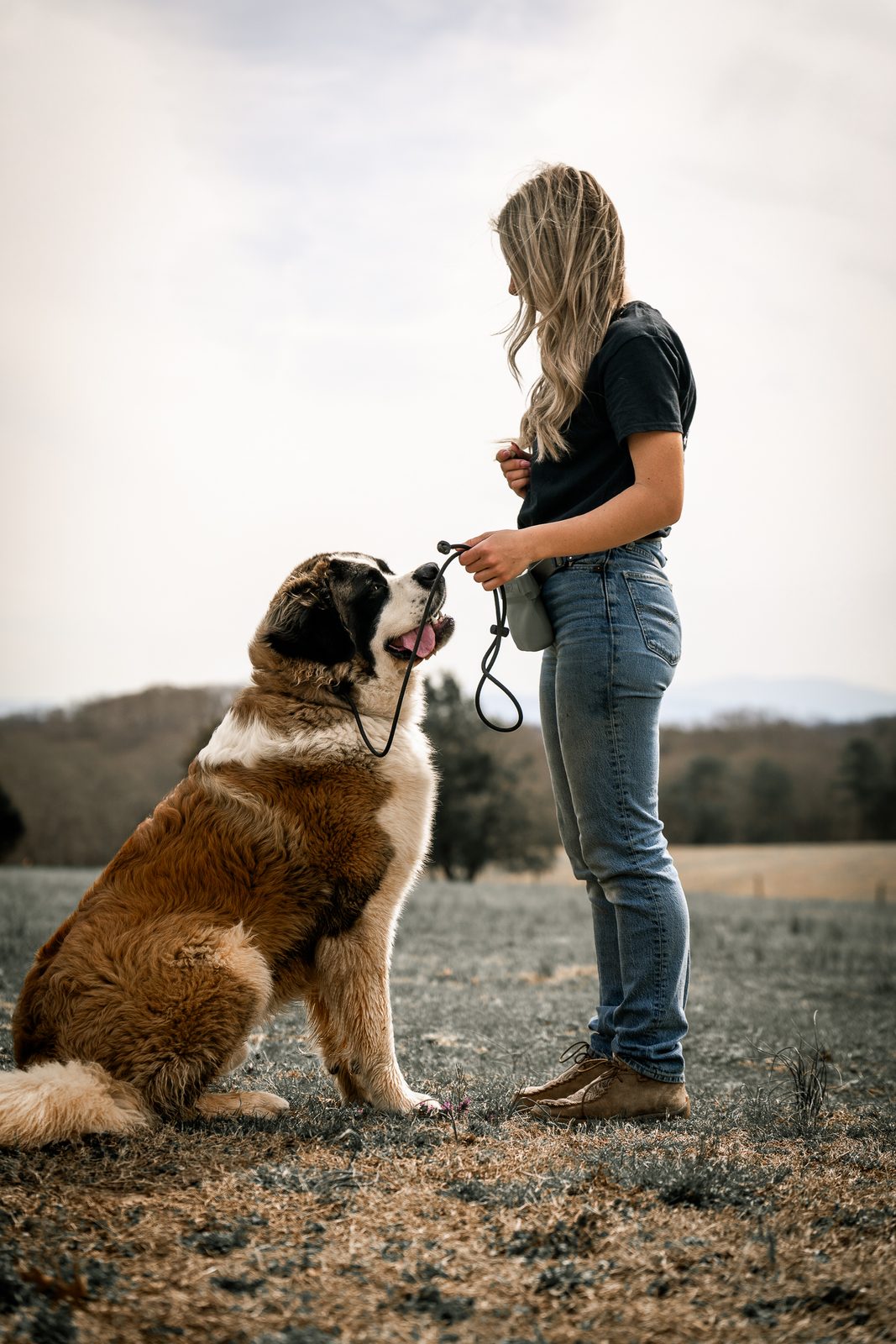 Off-Leash Obedience Training in Knoxville, TN